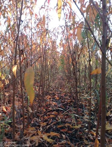 kağız doğrayan aparat: Meyvə tingləri satışdadır və sağlam zəmanətli sifariş verə bilərsiz — 1