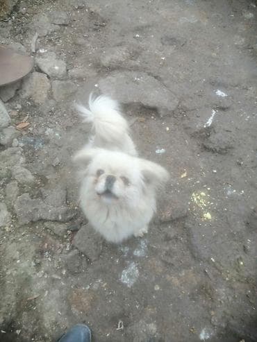 Pekines