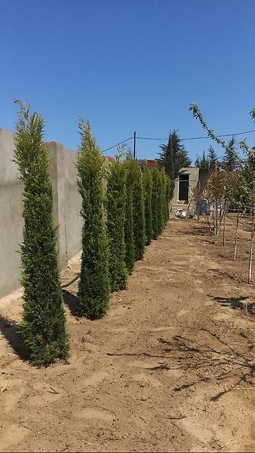 Pejaj və landşaft dizaynı xidməti - Həyətyanı sahələrin, bağların və — 6