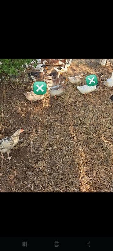 cins keciler: Sesli ördekler. Kök heyvanlardı. Heç bir iyne derman verilmeyib. Heyet — 4