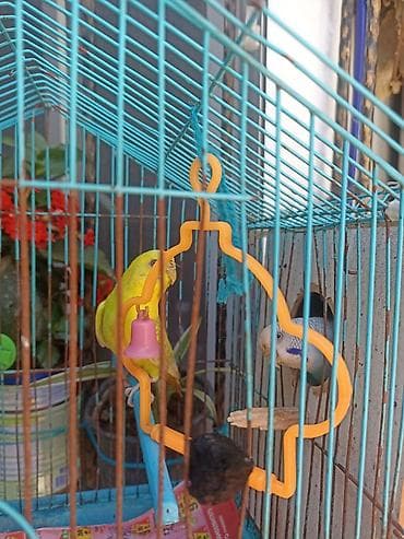buqelemun satilir: *🔥 TƏCİLİ SATILIR - BAKI - 30 AZN 🔥* 🐦 2 ədəd sağlam papuqay cütlüyü — 2