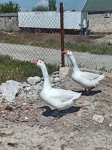 sirin itlerin satisi: Əvvala salam linda kuban qazları 2 sidə xoruzdu barter olunur ya yerli — 2