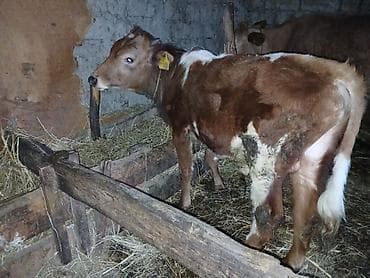 hinduska balasi satilir 2019: 7 aylıq semetalı.erkei dana salır saxlamalı danadı kim istese buyrsun — 3