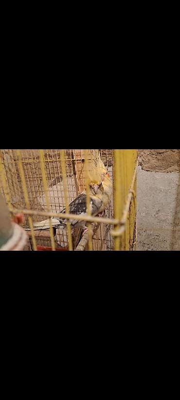 Karella hazır cüt Karella cüt (