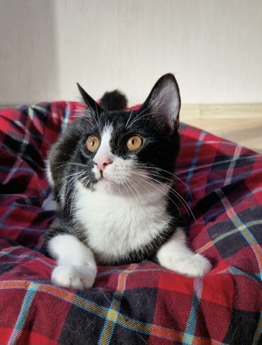 Erkək, Yaxşı əllərə, Ünvandan götürmə