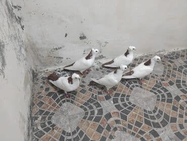 amerika devequsu haqqinda melumat: Ağ-qəhvəyi rəngli bəzək göyərçinləri dəsti Dəstə boynu güllulər hamısı — 3