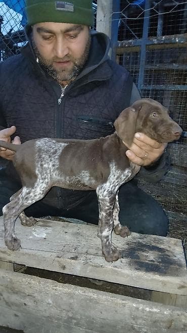 heyvan paltarları: Alman qısatüklü ov iti (German Shorthaired Pointer) balası 5 aylig — 1