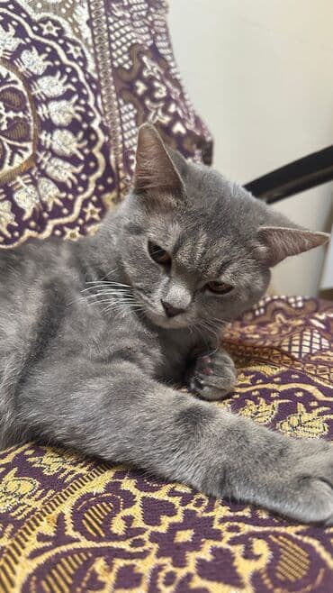 кошка шотландская цена: Шотландская, Самец, В добрые руки, Самовывоз, Платная доставка, Доставка в районы — 5