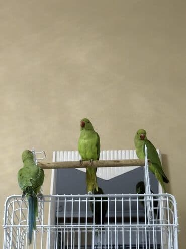 попугай ара цена: Ajarella Pakistan Pəncabdan gəlib bir başa — 5