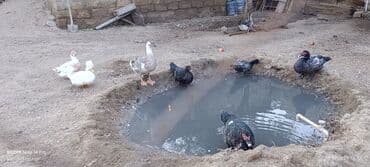 zumrud ordək: Erkək, | Lal ördək, Macar, Damazlıq, Ünvandan götürmə — 1