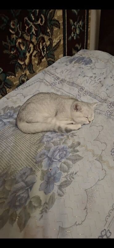 xarici pişik adları: 50 ile 250 arasi cins saf qan pisiklerimiz var( Silver sinsila temiz — 28