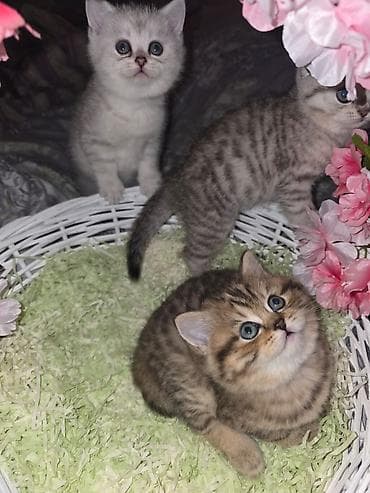 ev heyvanları: Britan — 6