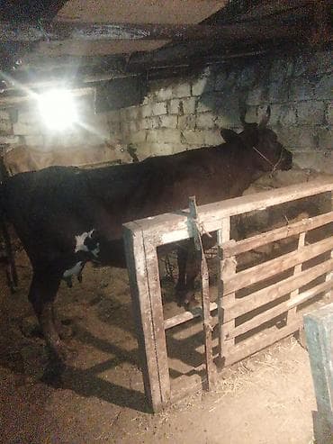 Inəklər, öküzlər: Dişi, Holsteyn, il: 3, 500 kq, Damazlıq, Südlük — 4