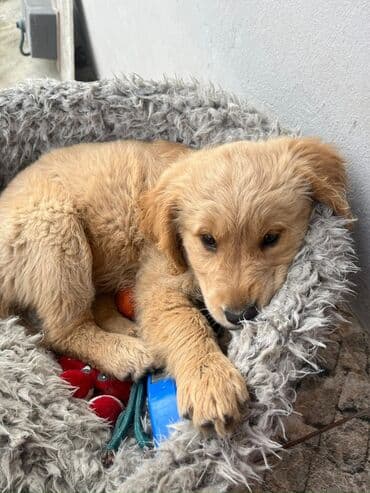 Digər heyvanlar: Retriever, 3 ay, Dişi, Peyvəndli, Ünvandan götürmə — 3