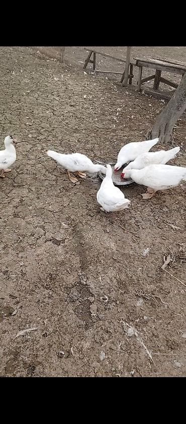 tap. az itler: Satılır 8 bala 1 ana 1 ata balaları 3 ay yarımlıqdı balalar və ana 10 — 3