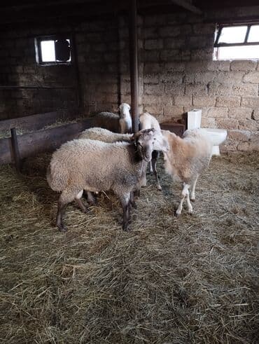 toyuq korlugu nedir: Salam kilosu 17 manata kəsilib verilir — 2