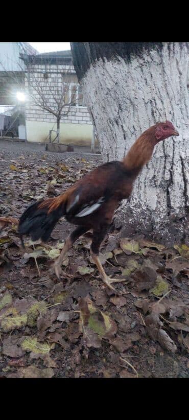 kənd çolpası: Profilde 3 becenin sekli var ayri ayriliqda. 3de bie birinden yaxsi — 3