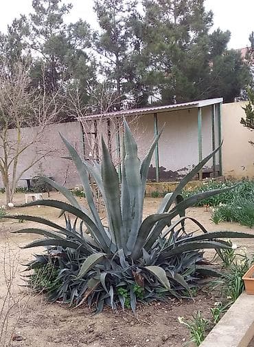 Çöl bitkiləri: Şuvalanda bağımızdadı. Ətraflı məlumat üçün zəng edin — 1