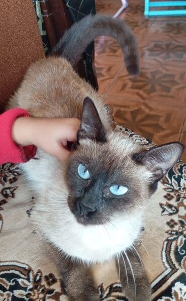 сфинкс кошка цена: Сиамская, Самка, В добрые руки, Самовывоз — 3