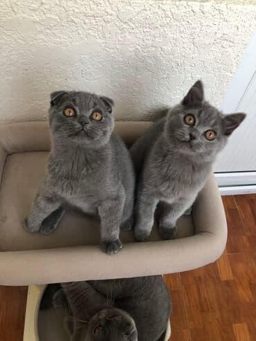 pişik şəkili: Şotland, Dişi, Erkək, Ünvandan götürmə — 28