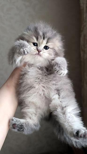 pisik sekileri: Tam sağlam və toppuş bala . Dişidir. qum tərbiyəsi var. Ana və ata — 6