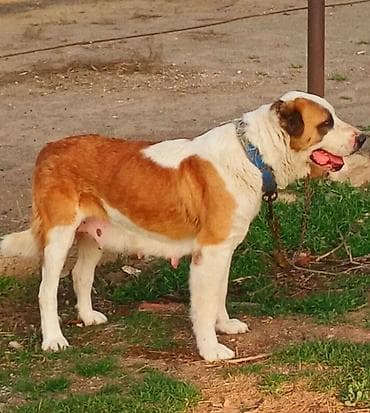 afcarka bala: Alabay, Dişi, Peyvəndli — 2