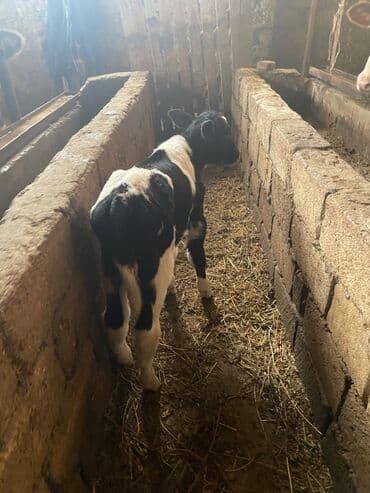 anqus dana: Erkək ünvan məhəmmədi — 3