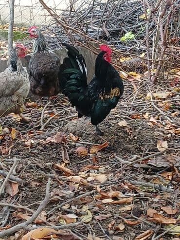 yasil bas ordek: Salam satilir riyal aliciya endirimde edecem 6 ayliqdir cidi wexsler — 3