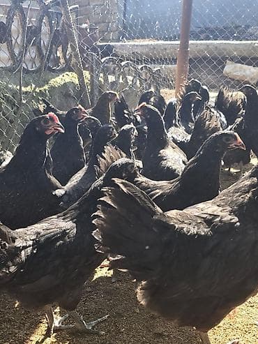 🐓 Satılır – 2 Aylıq Təmiz Qan Avstrolop Cücələri 95 ədəd sağlam və — 7