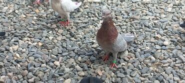 göyercin yuvası: Məhsul: Qüvvətli uçuş və baxımlı görünüşə malik ev göyərçinləri — 3