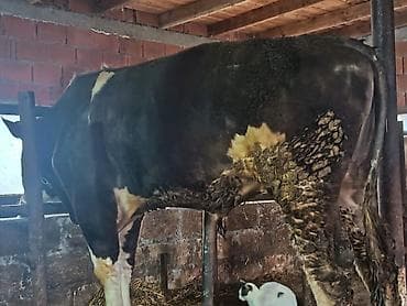 Keçilər, çəpişlər: Heyvan çox iridi şəkildə balaca düşüb xayiş olunur yalnız vaççapla — 2