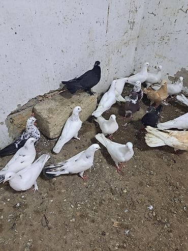 Pişiklər: Ev göyərçinləri – ağ və ağ-boz naxışlı - Növ: ev/ucan göyərçinlər - — 7