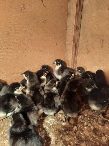 ətlik cucələr: Toyuq cücələri, Ətlik — 1