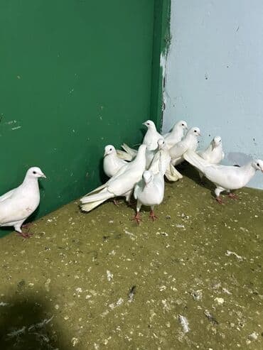 Akvariumlar: Salam 9 dene heyvandi hamsi saglam ucuwdu quwdardi qiymet sondu ygb — 1