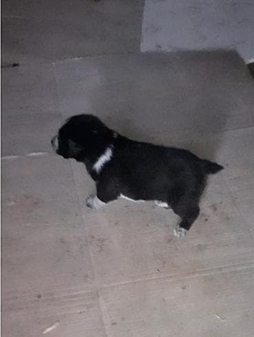 lider 55 cuce: Zvonok — 2