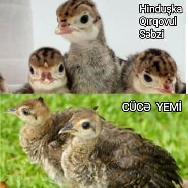 cucə yem qabı: Toyuqlar, cücələr və digər ev quşları üçün yem. Keyfiyyətli, qidalı və — 6