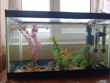 akvarium filterleri: Təcili satılır köclə — 2