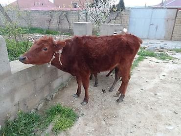Телята: Ərkək dişi danalar 600 den 1600 manata qeder — 3