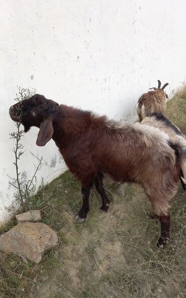 afçarka balası satışı: Super helep təkəsi cox aktiv tekedi kokdu pardama — 1