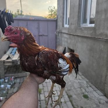 quzu satisi: Aseel tipli xoruz : satılır 3 yaşı var qara fərə ilə cütdü damazlıqa — 4