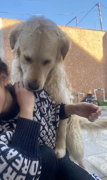 lalafo ev heyvanlari: Retriever, 2 il, Erkek, Peyvəndli, Pulsuz çatdırılma — 5