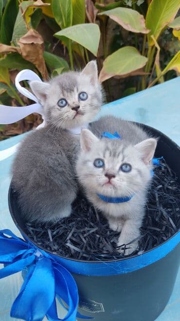 itlerin satisi bakida: Şotland — 4