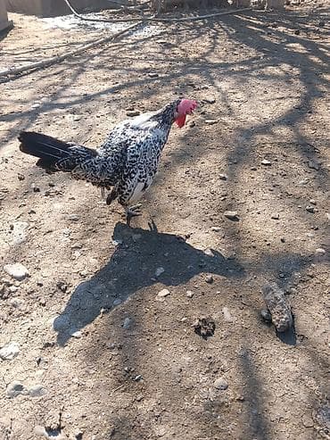 Salam herkese yaponka xoruzu satlr tekdı deye satram real alan yazzın — 7