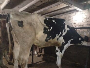 tap az sudluk inəklər: Salam gördüyünüz ineyler satılır boğaz balı super heyvanlardi — 2