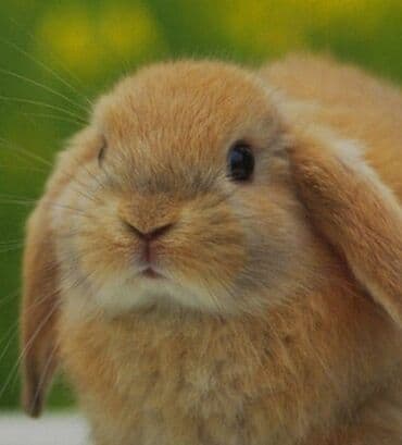 Holland Lop cinsli ev dovşanı - Cins: Holland Lop (aşağı sallanan