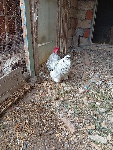 lider 55 cücələri: Xoruz, il: 1, Ünvandan götürmə — 4