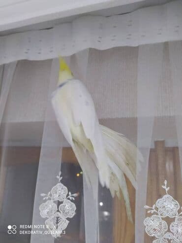 xaski it satisi: Salam danisan quslar satilir. Yaslari ferqlidir. Quslar dislemir — 3