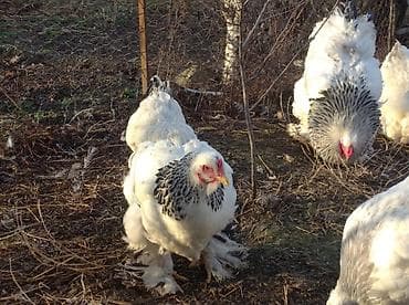 Keçilər, çəpişlər: Toyuq, Brama, Damazlıq — 1