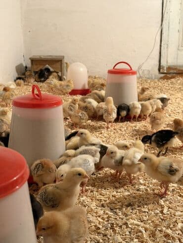 Daraq panellər: Video çəkiliş | Yerinə gəlməklə | Video reklama — 2