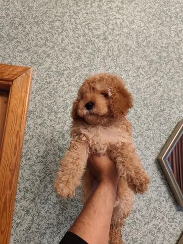 pisik ucun qurd dermani: Pudel, 2 ay, Dişi, Peyvəndli — 1